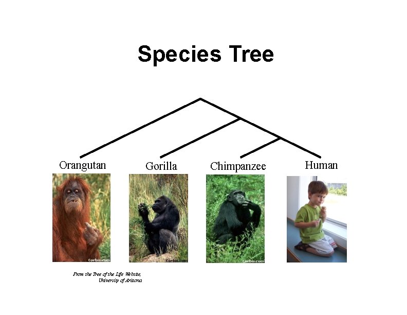 Species Tree Orangutan From the Tree of the Life Website, University of Arizona Gorilla