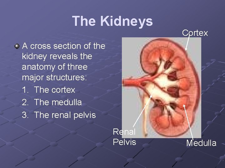 The Kidneys Cortex A cross section of the kidney reveals the anatomy of three