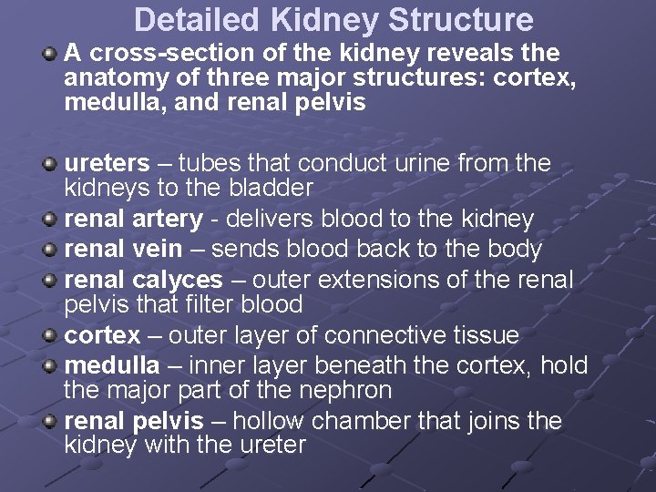 Detailed Kidney Structure A cross-section of the kidney reveals the anatomy of three major