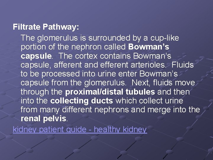 Filtrate Pathway: The glomerulus is surrounded by a cup-like portion of the nephron called