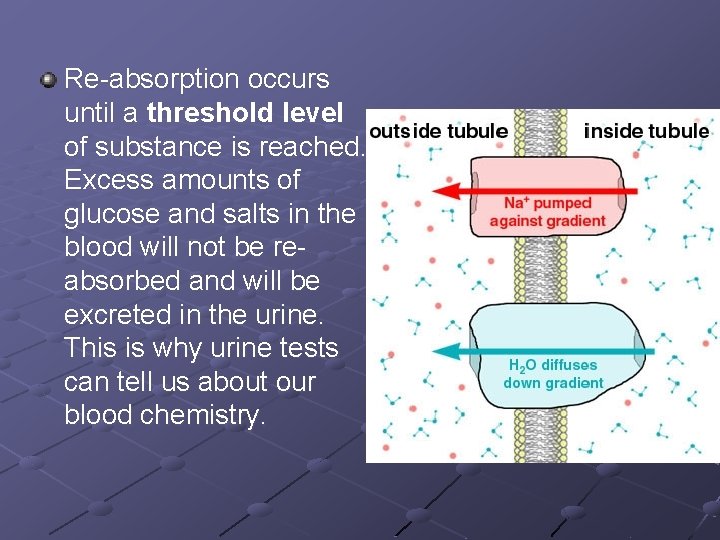 Re-absorption occurs until a threshold level of substance is reached. Excess amounts of glucose