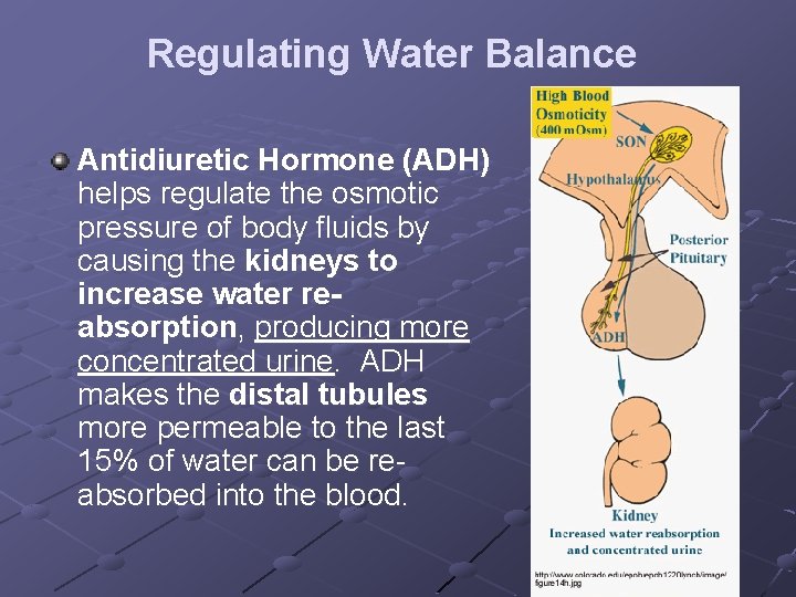Regulating Water Balance Antidiuretic Hormone (ADH) helps regulate the osmotic pressure of body fluids
