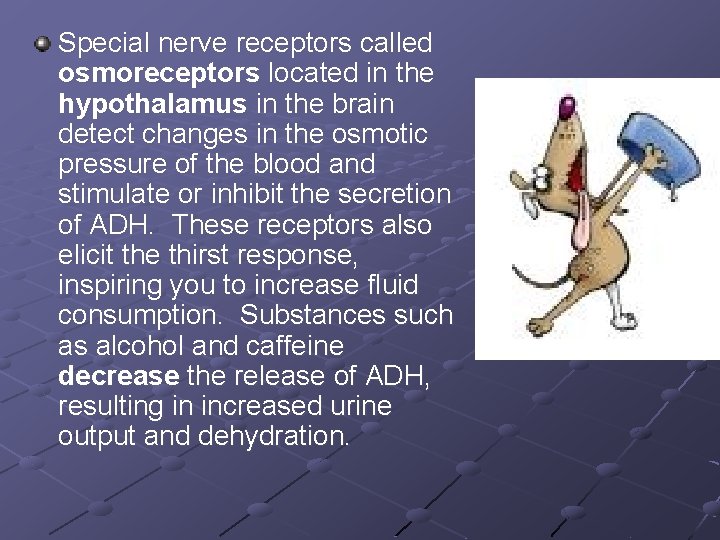 Special nerve receptors called osmoreceptors located in the hypothalamus in the brain detect changes