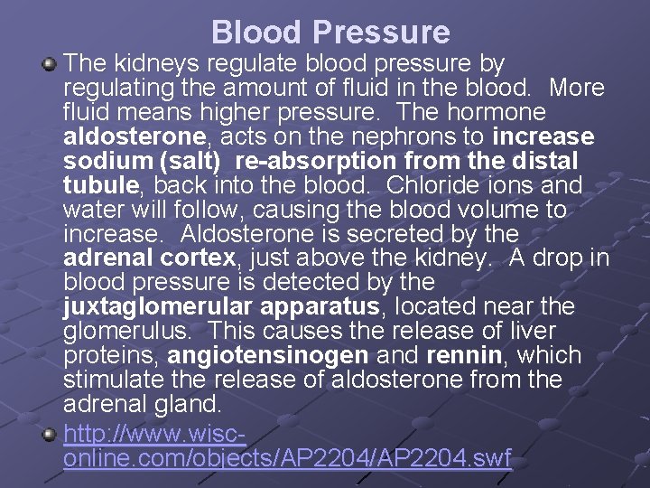 Blood Pressure The kidneys regulate blood pressure by regulating the amount of fluid in
