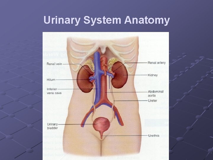 Urinary System Anatomy 