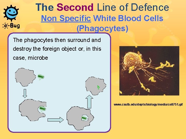 The Second Line of Defence Non Specific White Blood Cells (Phagocytes) The phagocytes then