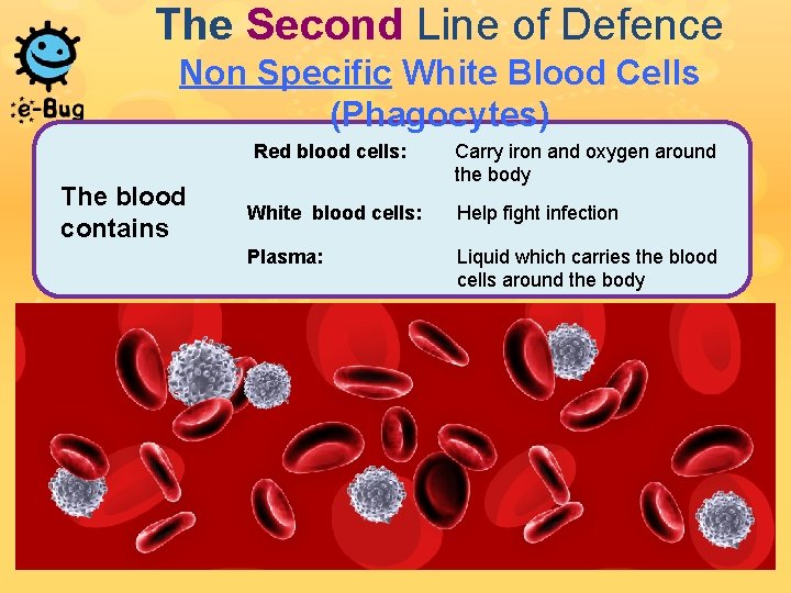 The Second Line of Defence Non Specific White Blood Cells (Phagocytes) Red blood cells: The Second Line of Defence Non Specific White Blood Cells (Phagocytes) Red blood cells: