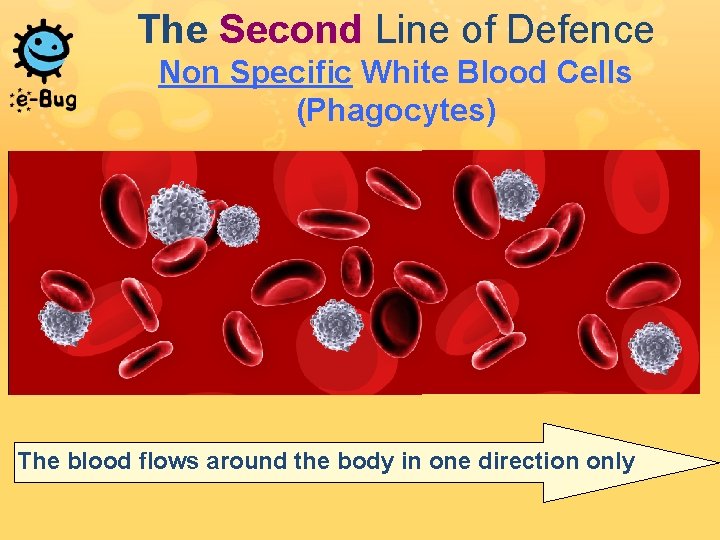 The Second Line of Defence Non Specific White Blood Cells (Phagocytes) The blood flows