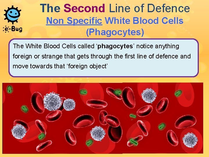 The Second Line of Defence Non Specific White Blood Cells (Phagocytes) The White Blood The Second Line of Defence Non Specific White Blood Cells (Phagocytes) The White Blood