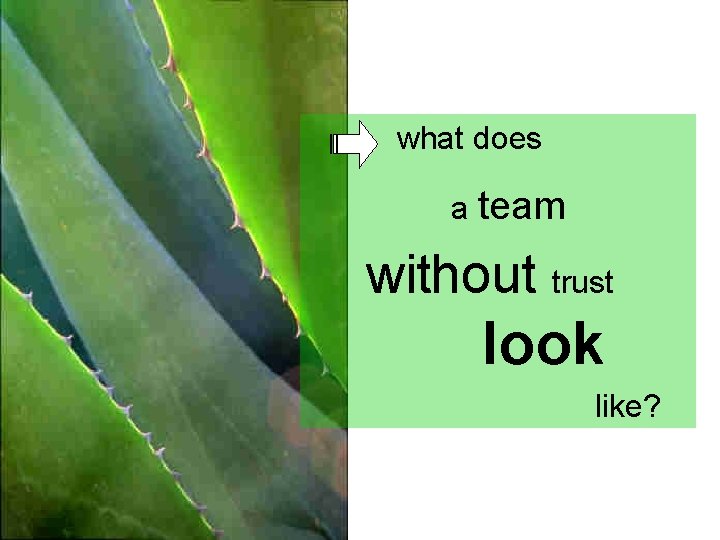 what does a team without trust look like? 