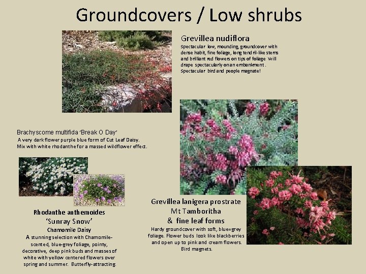 Groundcovers / Low shrubs Grevillea nudiflora Spectacular low, mounding, groundcover with dense habit, fine