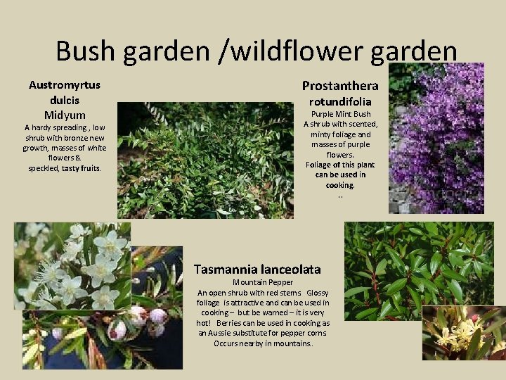 Bush garden /wildflower garden Austromyrtus dulcis Midyum A hardy spreading , low shrub with