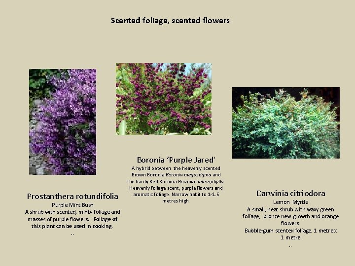 Scented foliage, scented flowers Boronia ‘Purple Jared’ Prostanthera rotundifolia Purple Mint Bush A shrub