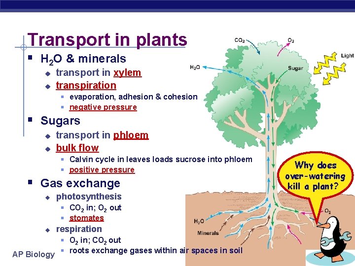 Transport in plants § H 2 O & minerals u u transport in xylem