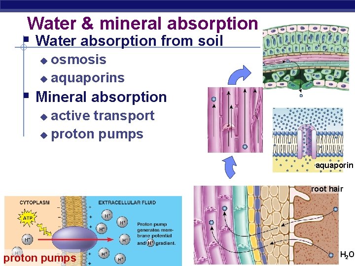 Water & mineral absorption § Water absorption from soil osmosis u aquaporins u §