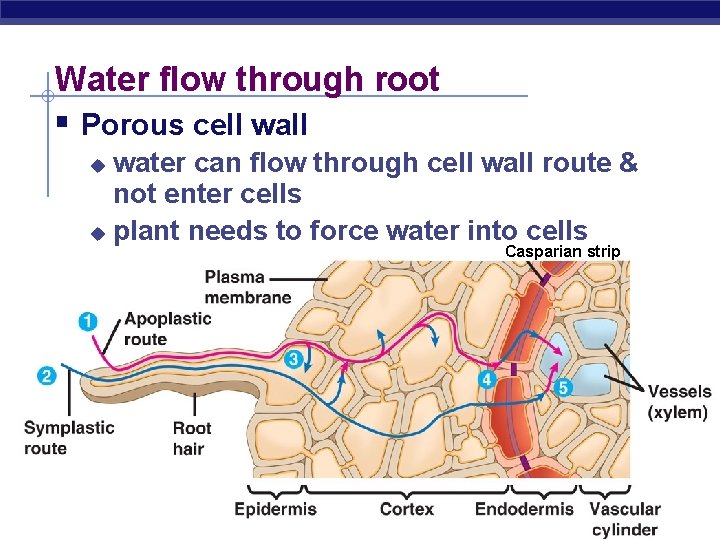 Water flow through root § Porous cell water can flow through cell wall route