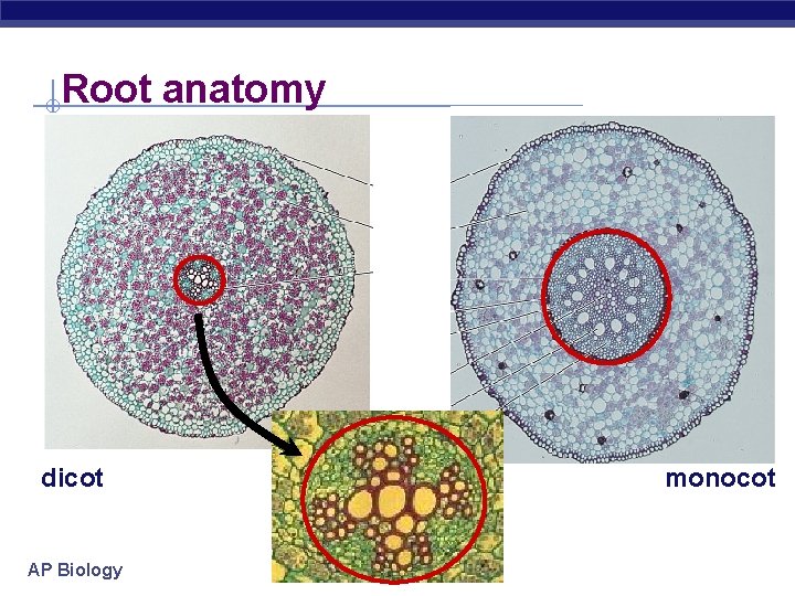 Root anatomy dicot AP Biology monocot 