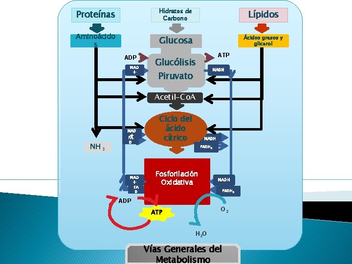 Proteínas Hidratos de Carbono Lípidos Aminoácido s Glucosa Ácidos grasos y glicerol ADP NAD