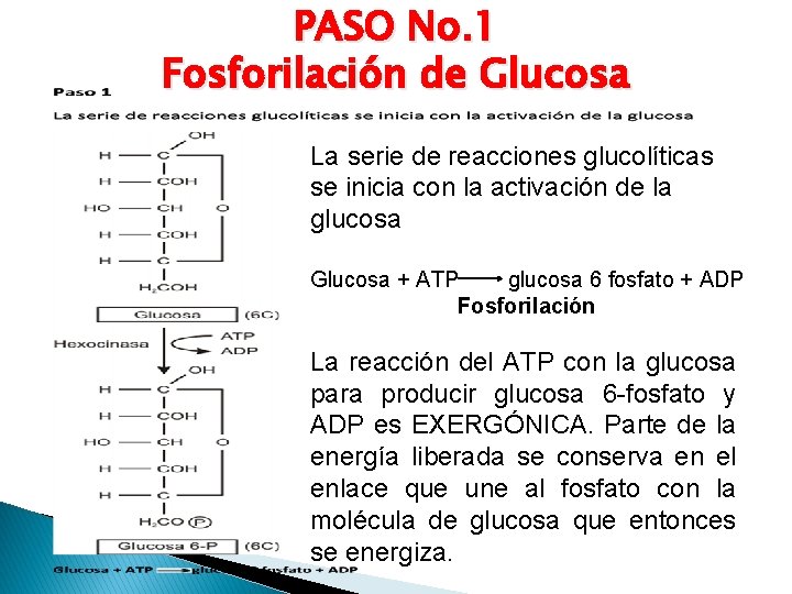 PASO No. 1 Fosforilación de Glucosa La serie de reacciones glucolíticas se inicia con