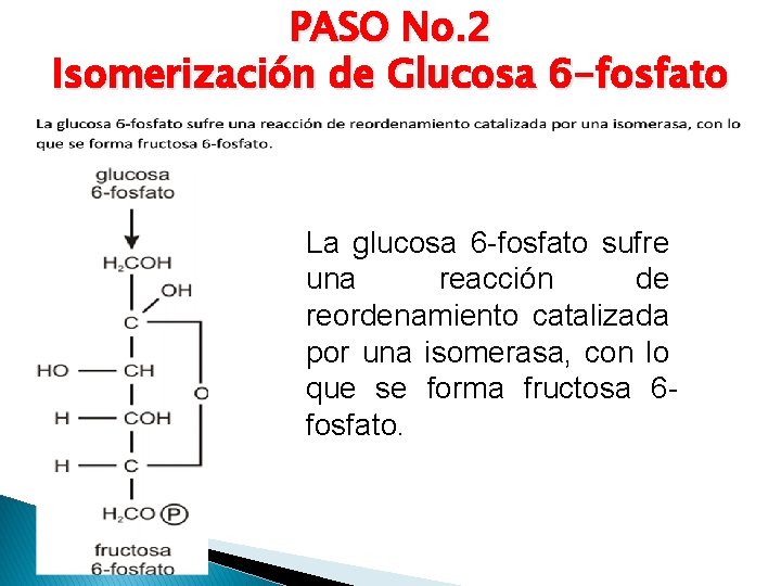 PASO No. 2 Isomerización de Glucosa 6 -fosfato La glucosa 6 -fosfato sufre una