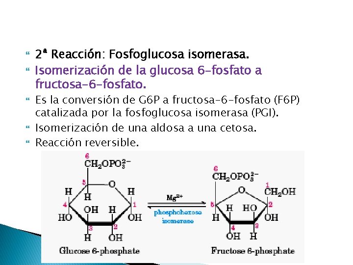  2ª Reacción: Fosfoglucosa isomerasa. Isomerización de la glucosa 6 -fosfato a fructosa-6 -fosfato.