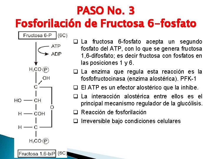 PASO No. 3 Fosforilación de Fructosa 6 -fosfato q La fructosa 6 -fosfato acepta