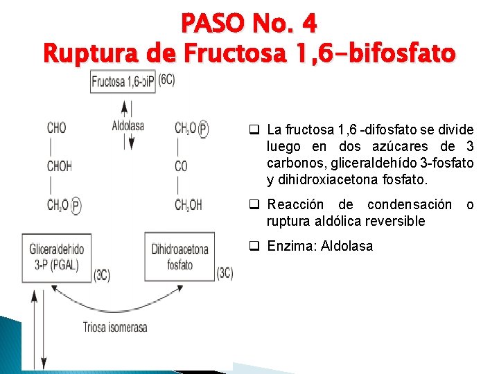 PASO No. 4 Ruptura de Fructosa 1, 6 -bifosfato q La fructosa 1, 6