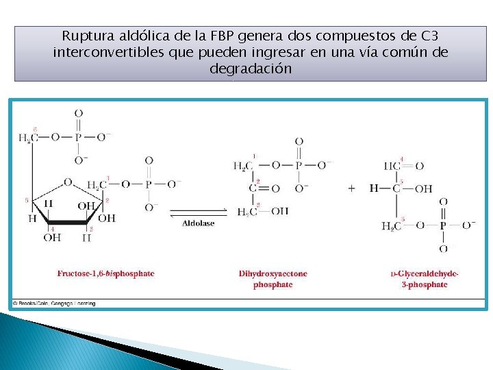 Ruptura aldólica de la FBP genera dos compuestos de C 3 interconvertibles que pueden