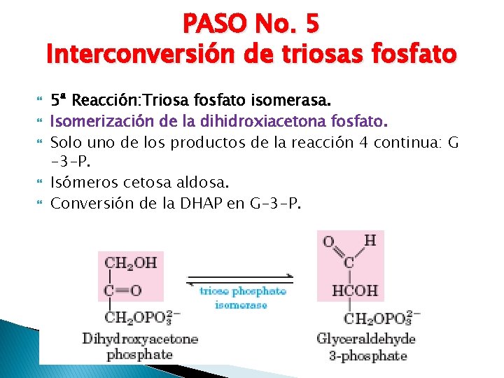PASO No. 5 Interconversión de triosas fosfato 5ª Reacción: Triosa fosfato isomerasa. Isomerización de