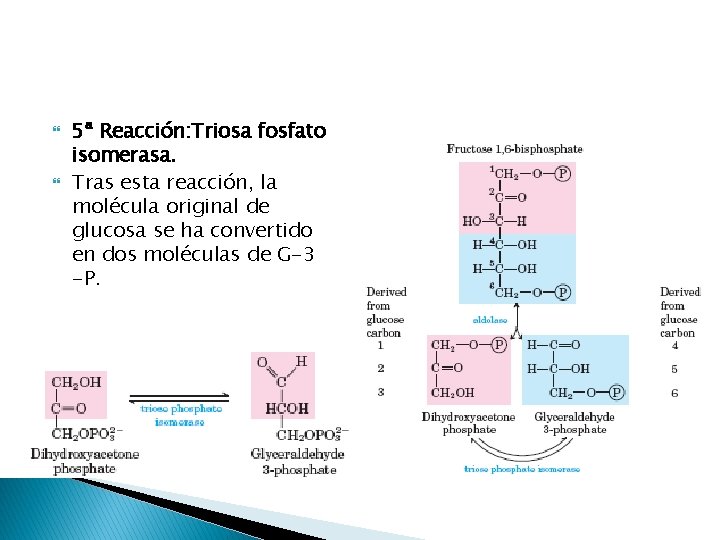  5ª Reacción: Triosa fosfato isomerasa. Tras esta reacción, la molécula original de glucosa