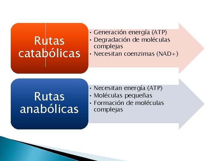 Rutas catabólicas Rutas anabólicas • Generación energía (ATP) • Degradación de moléculas complejas •