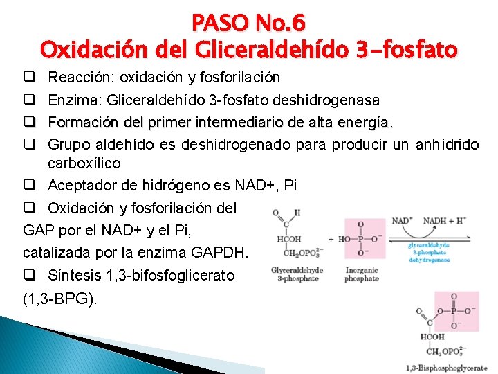 PASO No. 6 Oxidación del Gliceraldehído 3 -fosfato q q Reacción: oxidación y fosforilación