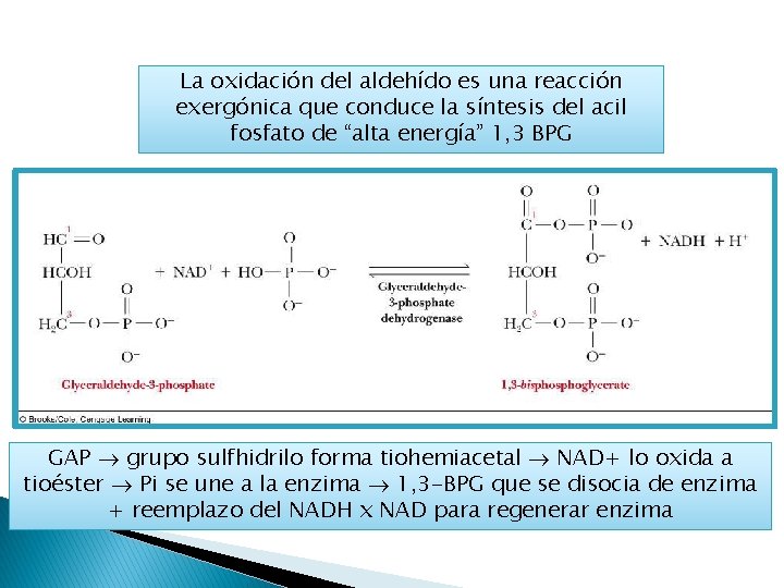 La oxidación del aldehído es una reacción exergónica que conduce la síntesis del acil