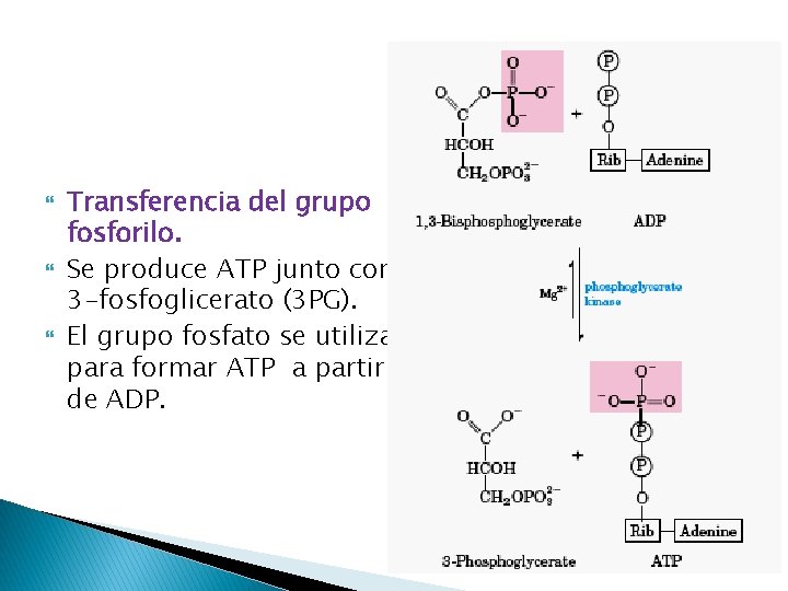  Transferencia del grupo fosforilo. Se produce ATP junto con 3 -fosfoglicerato (3 PG).