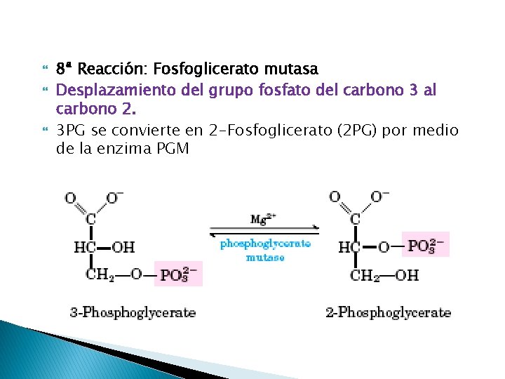  8ª Reacción: Fosfoglicerato mutasa Desplazamiento del grupo fosfato del carbono 3 al carbono