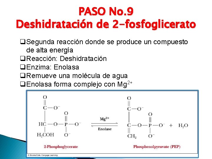 PASO No. 9 Deshidratación de 2 -fosfoglicerato q. Segunda reacción donde se produce un