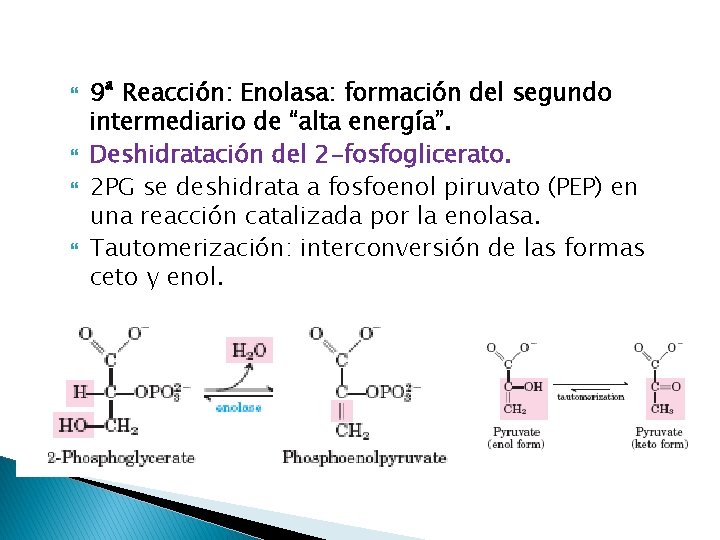  9ª Reacción: Enolasa: formación del segundo intermediario de “alta energía”. Deshidratación del 2