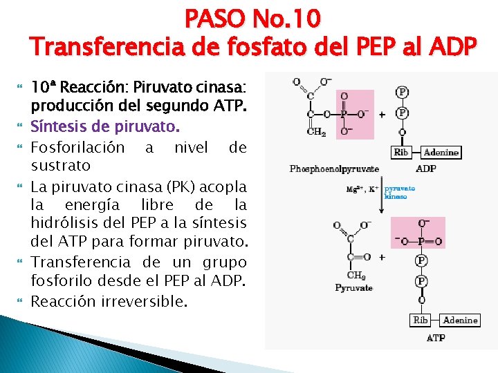 PASO No. 10 Transferencia de fosfato del PEP al ADP 10ª Reacción: Piruvato cinasa:
