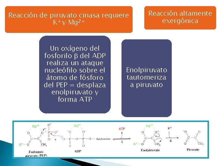 Reacción de piruvato cinasa requiere K+ y Mg 2+ Un oxígeno del fosforilo del