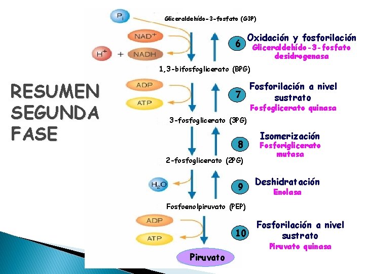 Gliceraldehído-3 -fosfato (G 3 P) 6 Oxidación y fosforilación Gliceraldehído-3 -fosfato desidrogenasa 1, 3