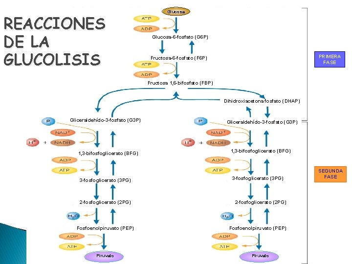 REACCIONES DE LA GLUCOLISIS Glucosa-6 -fosfato (G 6 P) PRIMERA FASE Fructosa-6 -fosfato (F