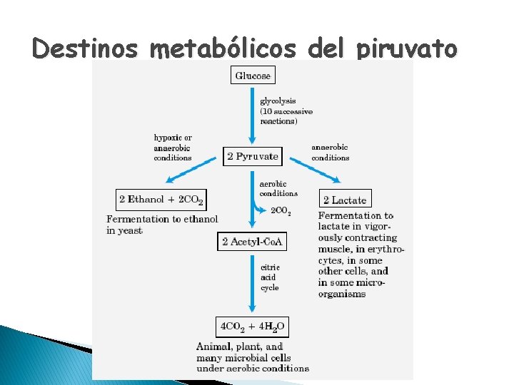 Destinos metabólicos del piruvato 