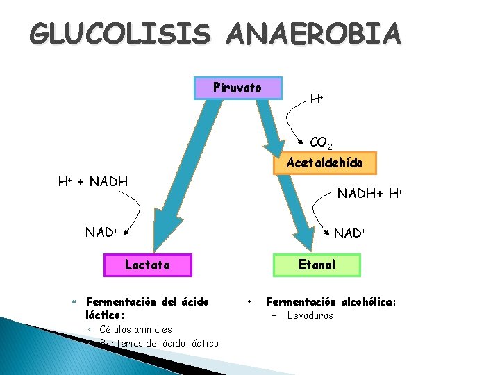 GLUCOLISIS ANAEROBIA Piruvato H+ CO 2 Acetaldehído H+ + NADH + H+ NAD+ Lactato