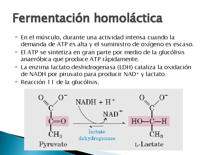 Fermentación homoláctica En el músculo, durante una actividad intensa cuando la demanda de ATP