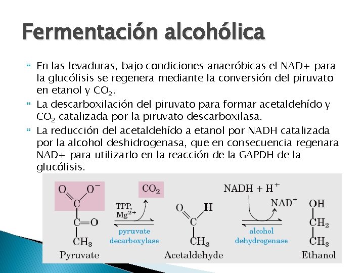 Fermentación alcohólica En las levaduras, bajo condiciones anaeróbicas el NAD+ para la glucólisis se