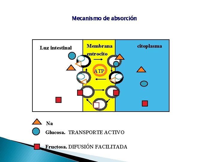 Mecanismo de absorción Luz intestinal Membrana entrocito ATP Na Glucosa. TRANSPORTE ACTIVO Fructosa. DIFUSIÓN