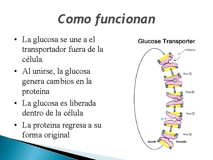 Como funcionan • La glucosa se une a el transportador fuera de la célula.