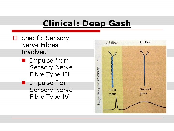 Clinical: Deep Gash o Specific Sensory Nerve Fibres Involved: n Impulse from Sensory Nerve