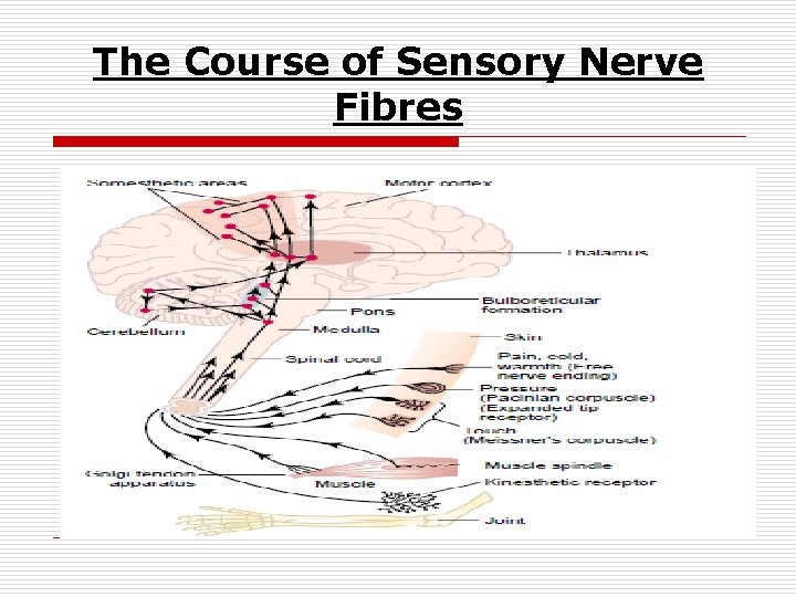 The Course of Sensory Nerve Fibres 