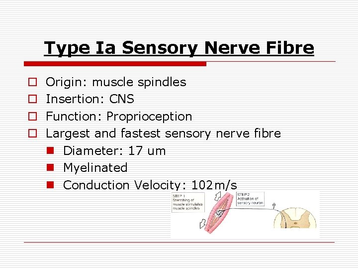 Type Ia Sensory Nerve Fibre o o Origin: muscle spindles Insertion: CNS Function: Proprioception